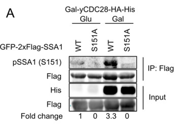 Western Blot using 6X His